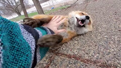 Wrestling with a Red Fox so funny and cute