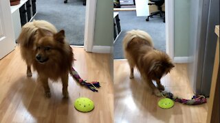 German Spitz dog can't turn his toy over