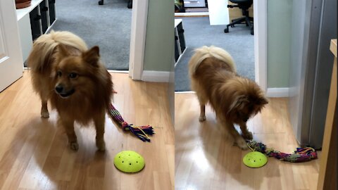 German Spitz dog can't turn his toy over