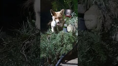 🦊Friendly urban #fox plays hide and seek amongst the garden ornaments looking for chicken #SHORTS