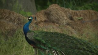 Here's the story about a rogue peacock you didn't know you needed today