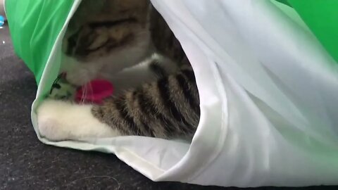 Kitten Rudolph Plays in Cat Tunnel