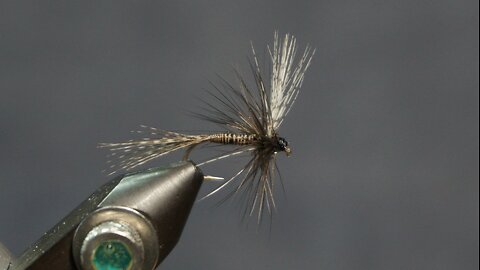 Adult Mayfly with rolled wing (Fling & Puterbaugh 10/30)