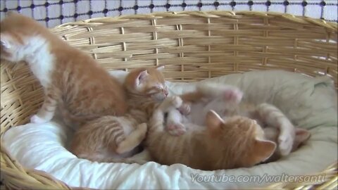 Mom cat with 4 meowing kittens