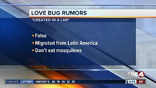 Love Bug Myths