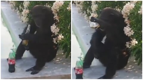 Monkey drinking beer to relax is very funny