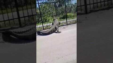 Alligator vs fence