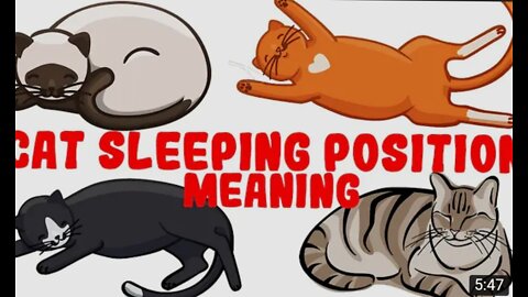 What Your Cat's Sleeping Position Reveals About Their Health and Personality