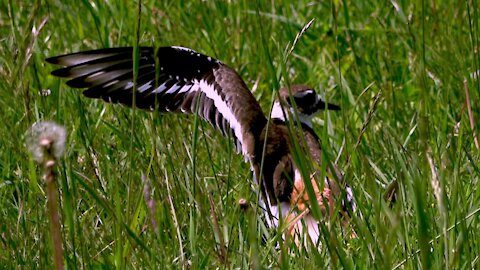 Mother killdeer and her mate are extremely dedicated parents