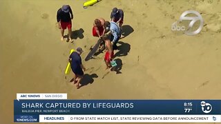 Shark captured by lifeguards at Newport Beach