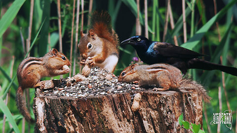 Cat TV 🐱 Dog TV 🐶 Upstate Birds And Critters: Ep 299— 062224