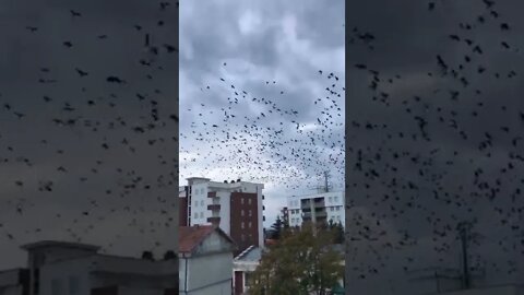 The city is overrun by crows