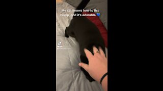 Fist Bumping Cat