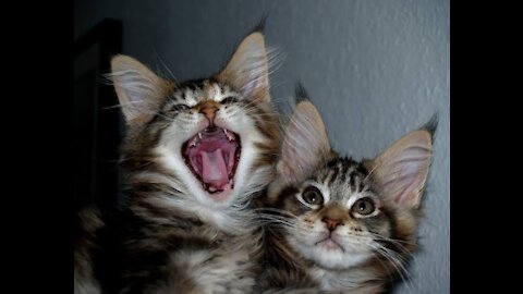 Cutest Scottish Fold Kittens hugs each other