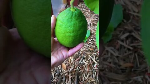 Top Citrus Tree That Everyone Should Grow/ Best Citrus Tree For Containers?