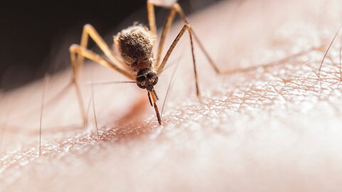 Can Mosquitoes Carry the Coronavirus Here's What Experts Say
