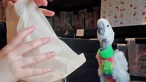 Jersey the Cockatoo STUNNED by this food delivery 😵 #shorts