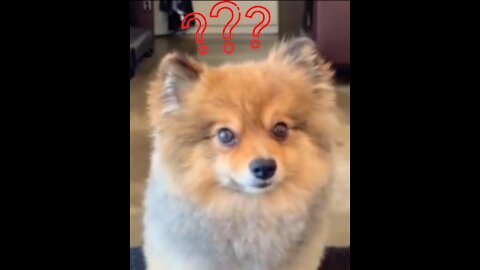confused dog 21