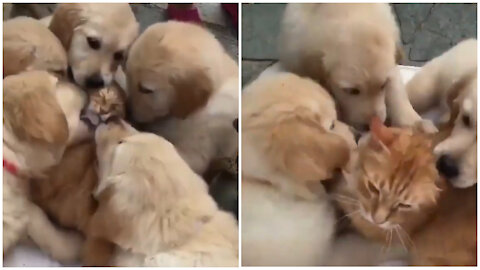 Dogs love cat - dogs and cat love