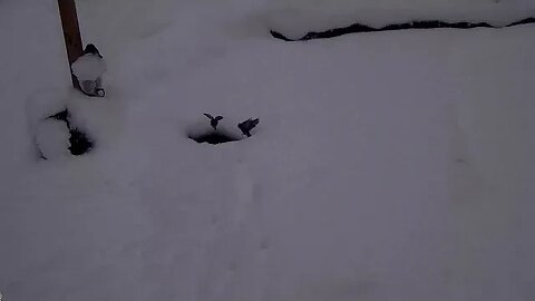 Birds trying hard to get a drink in the deep snow