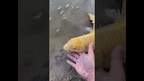Wow super beautiful goldfish in tank, Beautiful Freshwater Fish