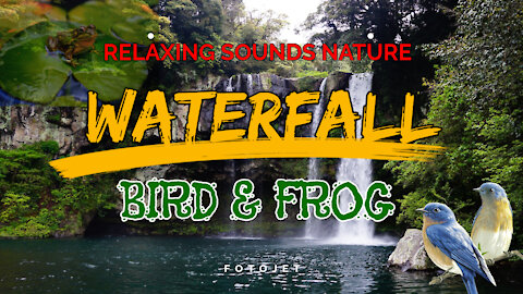 Waterfall forest nature relaxing sounds I birds singing and frog
