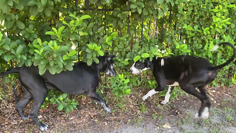 Playful Pup Interrupts Great Dane's Back Scratch On The Bushes Zen