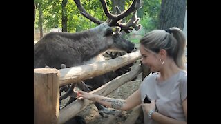 Meeting With Real Reindeer