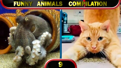 Funny Animals 2022 February 🐱 Cats 🐶 Dogs 🐹 Cute Pets 😂 Compilation 9