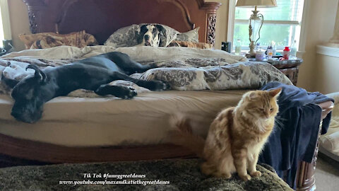Purring Cat And Lazy Great Danes Do Not Want To Get Out Of Bed