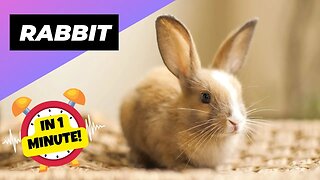 Rabbit - In 1 Minute! 🐰 One Alternative Animal To Have As A Pet | 1 Minute Animals