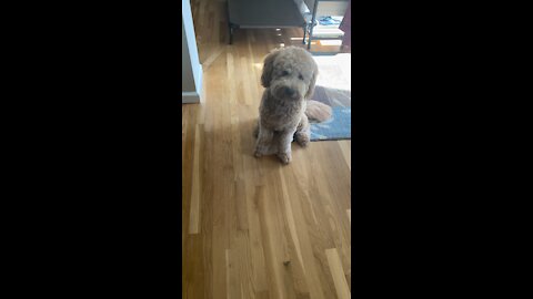 Goldendoodle will do anything for a treat