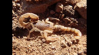 CAUTION! 4 Types of scorpions crawling around the Valley - ABC15 Digital