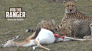 Cheetah Family With A Gazelle Meal | Maasai Mara Safari | Zebra Plains