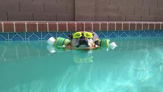 French Bulldog Enjoys Pool Time