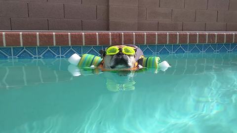French Bulldog Enjoys Pool Time