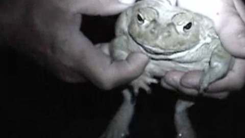 Protect your pet against poisonous toads
