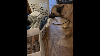 Belgian Malinois helps with laundry chores