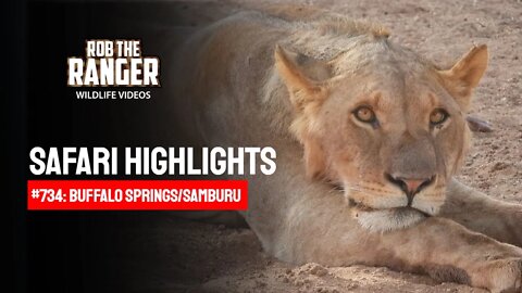 Safari Highlights #734: 13 & 14 October 2022 | Samburu/Zebra Plains | Latest Wildlife Sightings