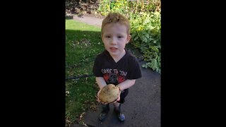 Digging Giant Potatoes, Fall Harvest, Garden zone 5a 5b Cheyenne Wyoming