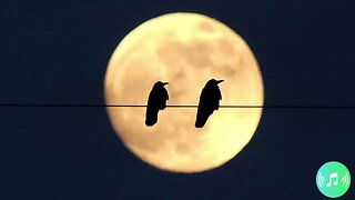 Birds Sounds For Deep Sleep Relaxation And Meditation