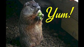 Woodchuck Eating Broccoli - SO CUTE!