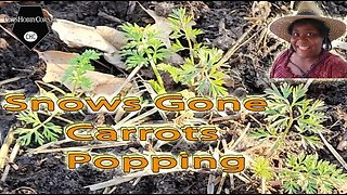 Snows Gone Carrot Tops Popping