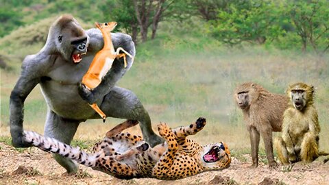 Rare story... Ferocious Baboon Rushes To Attack Cheetah To Rescue Impala