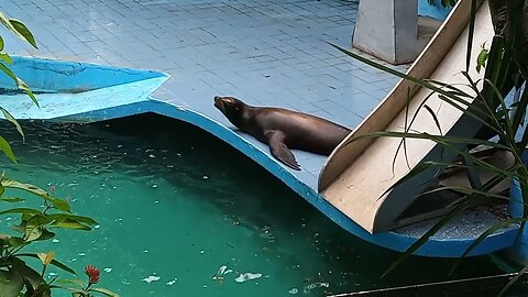 Sea Lion getting ready for before its show.