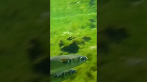 🐟 Freshwater Fish 🐟 at Wakulla Springs 06 #shorts