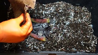 Worm Wednesday Feeding 1lb. red wiggler bin