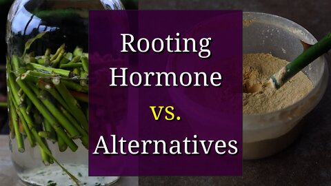 Rooting Hormone vs. Homemade DIY Alternatives