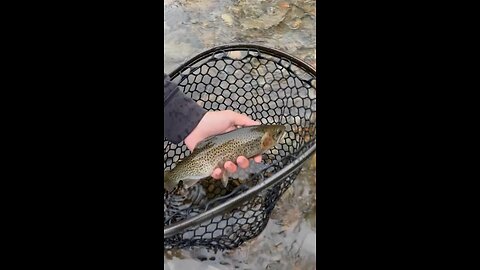 beauty cutbow release in Montana