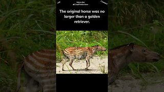 The Original Horse Was the Size of a Golden Retriever #horse #shorts